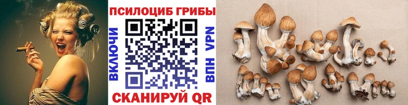Галлюциногенные грибы Psilocybe Энгельс